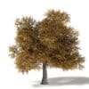 Field Maple 3D Model 10m - Image 3
