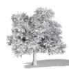 Field Maple 3D Model 10m - Image 4