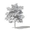 Field Maple 3D Model 5.4m - Image 2
