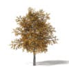 Field Maple 3D Model 5.4m - Image 3