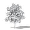 Field Maple 3D Model 5.4m - Image 4