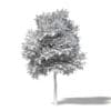 Field Maple 3D Model 9m - Image 2