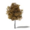 Field Maple 3D Model 9m - Image 3