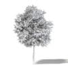 Field Maple 3D Model 9m - Image 4