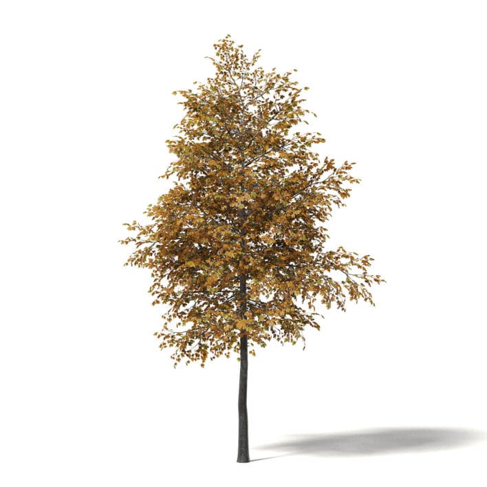 Field Maple 3D Model 4.7m