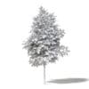 Field Maple 3D Model 4.7m - Image 2
