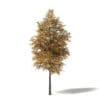 Field Maple 3D Model 4.7m - Image 3