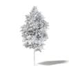 Field Maple 3D Model 4.7m - Image 4