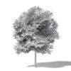 Mountain Ash 3D Model 8.2m - Image 2