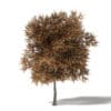 Mountain Ash 3D Model 8.2m - Image 3