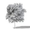 Mountain Ash 3D Model 8.2m - Image 4