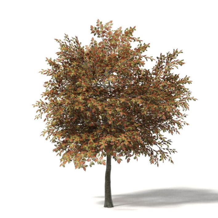 Mountain Ash 3D Model 6.8m