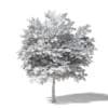 Mountain Ash 3D Model 6.8m - Image 2