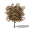 Mountain Ash 3D Model 6.8m - Image 3