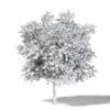 Mountain Ash 3D Model 6.8m - Image 4