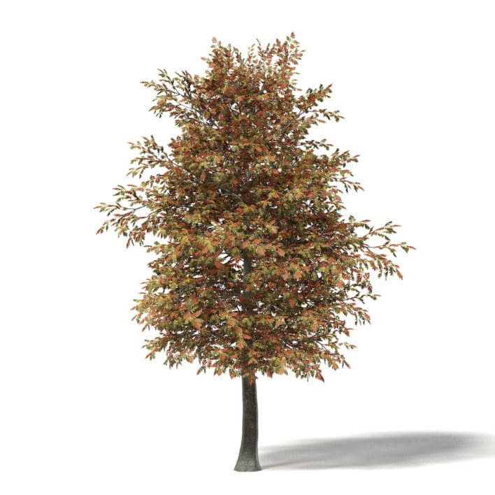 Mountain Ash 3d Model 6.4m