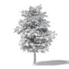 Mountain Ash 3D Model 6.4m - Image 2