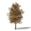 Mountain Ash 3D Model 6.4m - Image 3