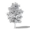 Mountain Ash 3D Model 6.4m - Image 4