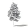 Mountain Ash 3D Model 5.4m - Image 2