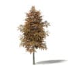 Mountain Ash 3D Model 5.4m - Image 3