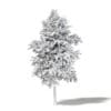 Mountain Ash 3D Model 5.4m - Image 4