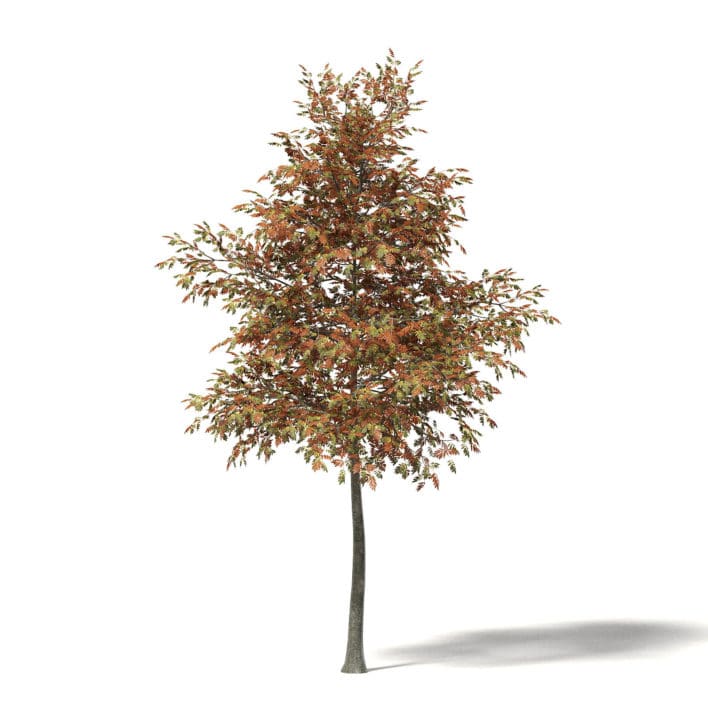 Mountain Ash 3D Model 4.8m