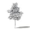 Mountain Ash 3D Model 4.8m - Image 2