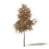 Mountain Ash 3D Model 4.8m - Image 3