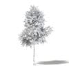 Mountain Ash 3D Model 4.8m - Image 4