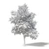 Mountain Ash 3D Model 5.2m - Image 2
