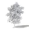 Mountain Ash 3D Model 5.2m - Image 4