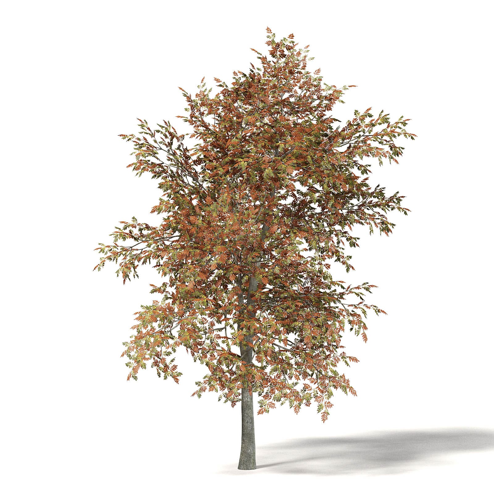 Mountain Ash 3D Model 5.2m