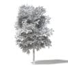 Mountain Ash 3D Model 7.7m - Image 2