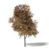 Mountain Ash 3D Model 7.7m - Image 3