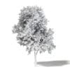 Mountain Ash 3D Model 7.7m - Image 4
