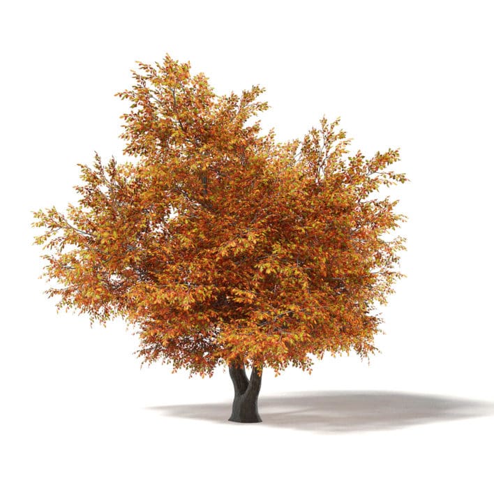 Common Oak 3D Model 8.7m