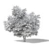 Common Oak 3D Model 8.7m - Image 2