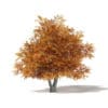 Common Oak 3D Model 8.7m - Image 3