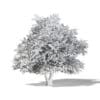 Common Oak 3D Model 8.7m - Image 4
