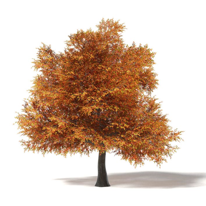 Common Oak 3D Model 16.6m