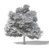 Common Oak 3D Model 16.6m - Image 2