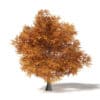 Common Oak 3D Model 16.6m - Image 3