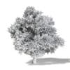 Common Oak 3D Model 16.6m - Image 4