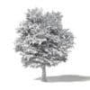 Common Oak 3D Model 7m - Image 2