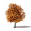 Common Oak 3D Model 7m - Image 3