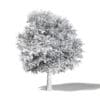 Common Oak 3D Model 7m - Image 4