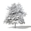 Common Oak 3D Model 4.5m - Image 2