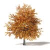 Common Oak 3D Model 4.5m - Image 3