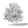 Common Oak 3D Model 4.5m - Image 4